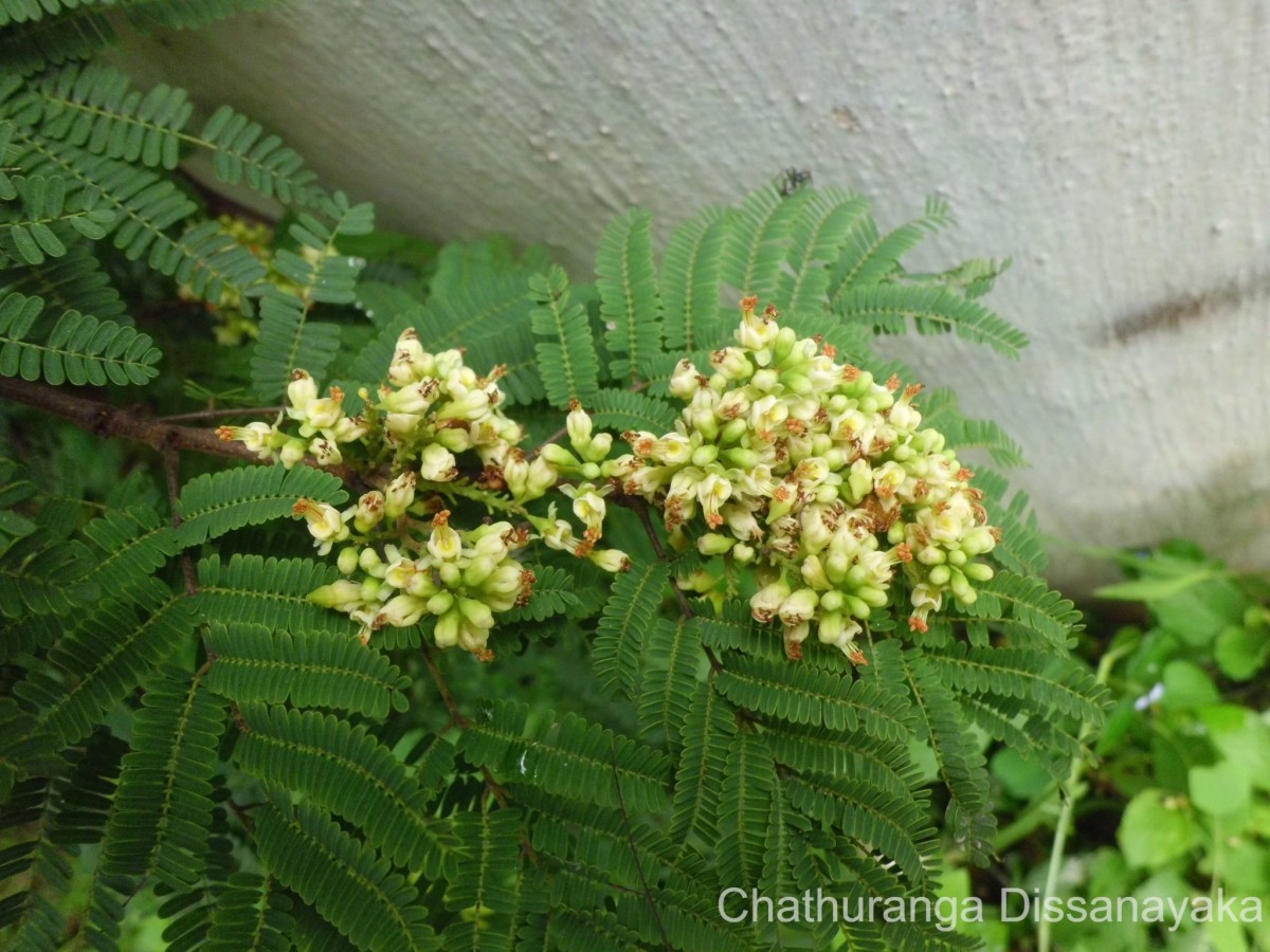 Libidibia coriaria (Jacq.) Schltdl.